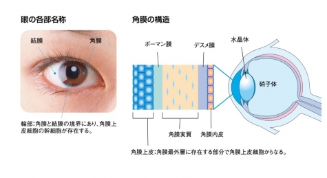 角膜上皮の役割