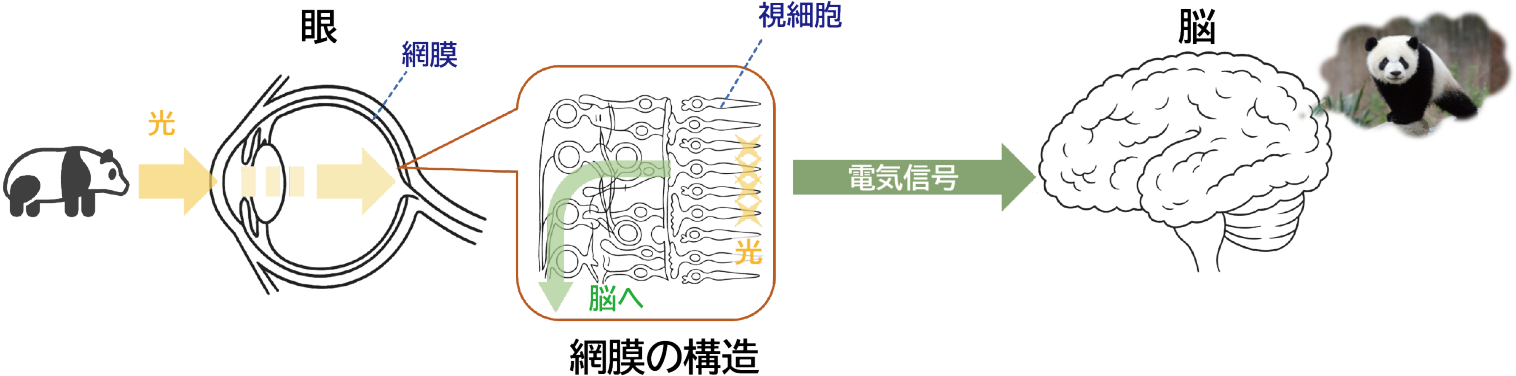 「見る」しくみ